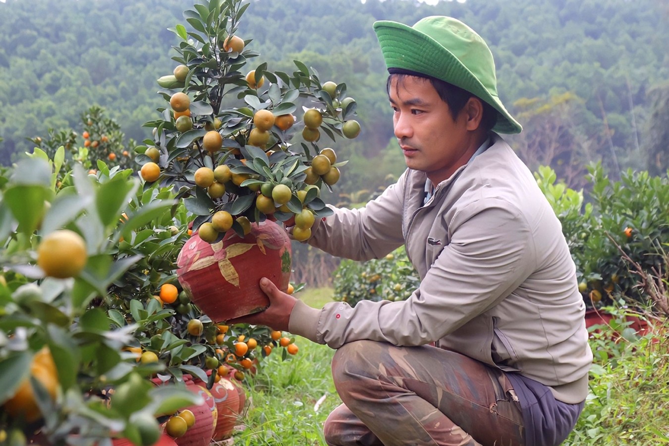 Những gốc quất cảnh của gia đình anh Nguyễn Song Thao đang chờ ngày mang sắc xuân xuống phố, đem Tết đến mọi nhà.