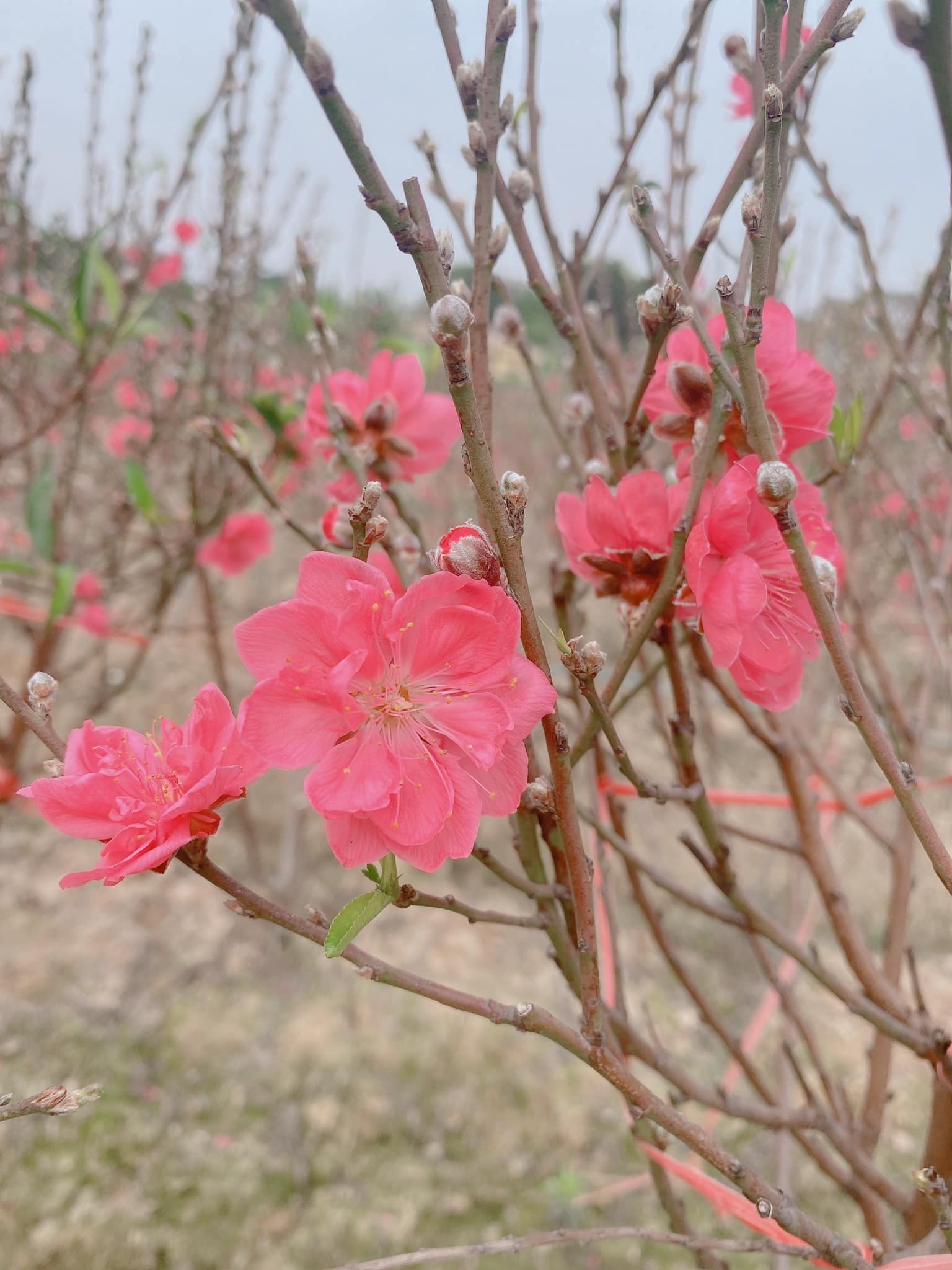 Hà Nội công nhận danh hiệu 14 làng nghề