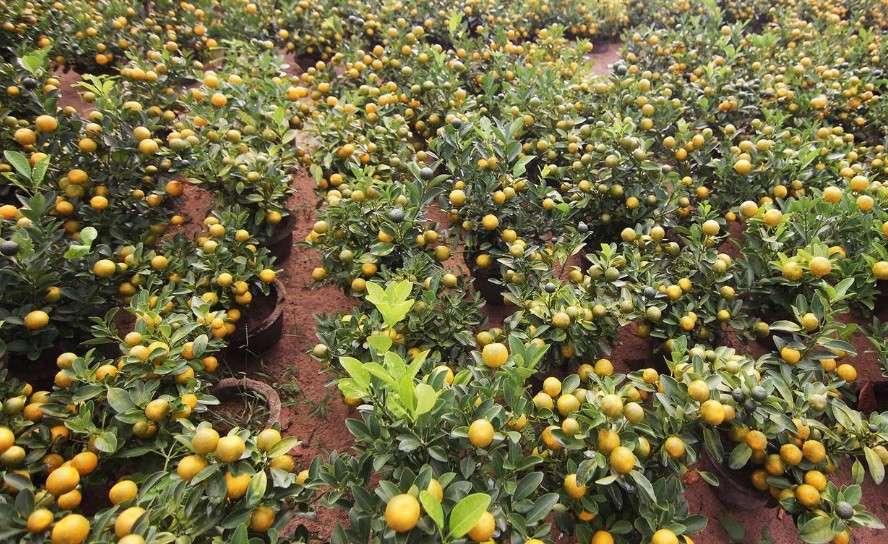 Vườn quất cảnh ở huyện miền núi Hà Tĩnh