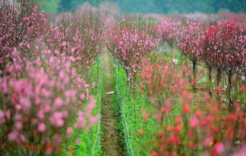 Hà Nội công nhận danh hiệu 14 làng nghề