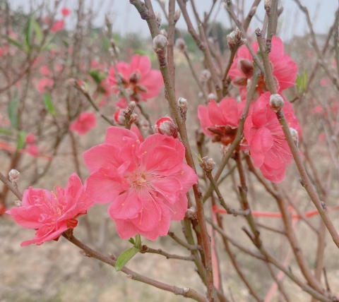 Hà Nội công nhận danh hiệu 14 làng nghề