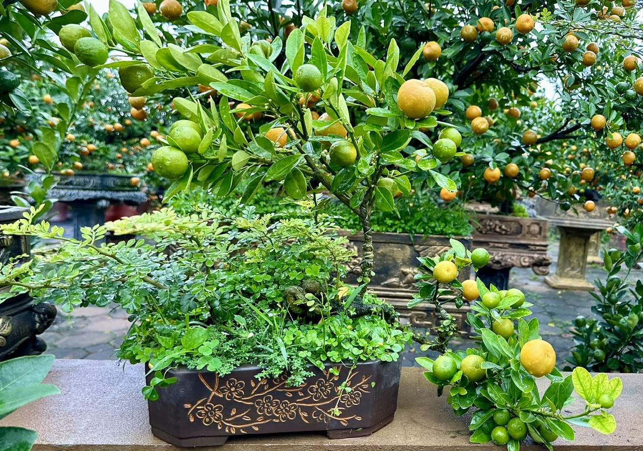 Độc đáo quất cảnh Tứ Liên ghép cây cần thăng khoe dáng đón Tết Giáp Thìn 2024