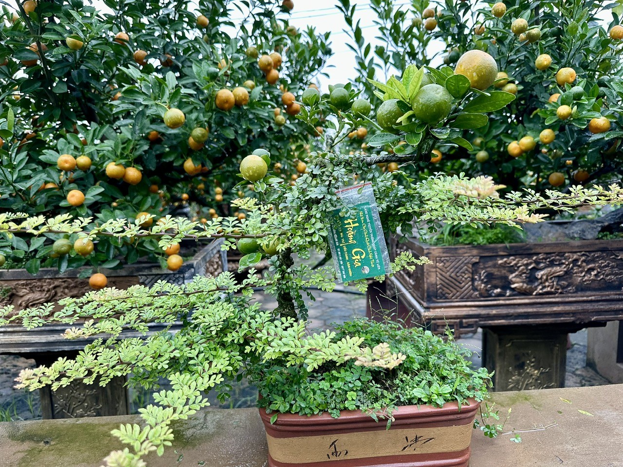 Độc đáo quất cảnh Tứ Liên ghép cây cần thăng khoe dáng đón Tết Giáp Thìn 2024