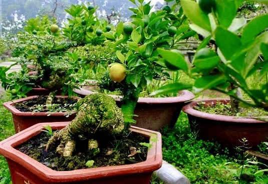 Độc đáo quất cảnh Tứ Liên ghép cây cần thăng khoe dáng đón Tết Giáp Thìn 2024