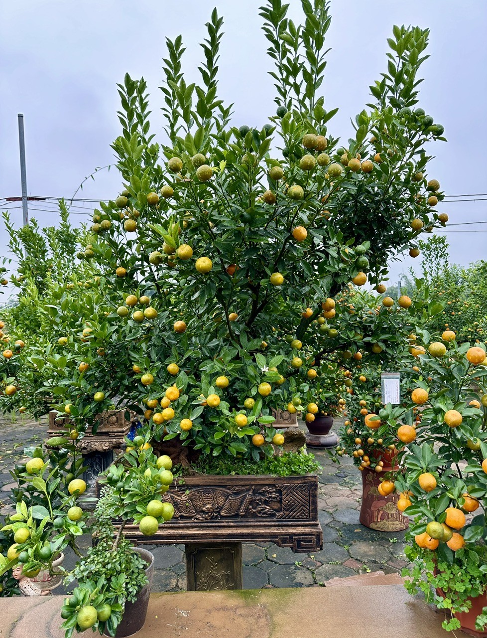 Độc đáo quất cảnh Tứ Liên ghép cây cần thăng khoe dáng đón Tết Giáp Thìn 2024