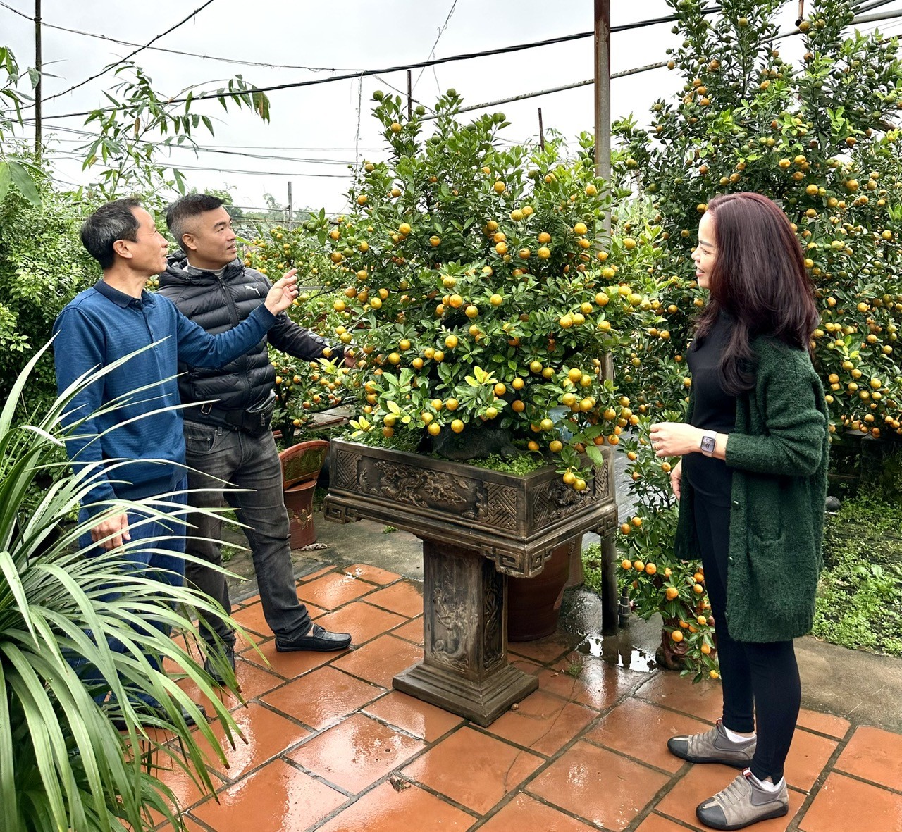 Độc đáo quất cảnh Tứ Liên ghép cây cần thăng khoe dáng đón Tết Giáp Thìn 2024