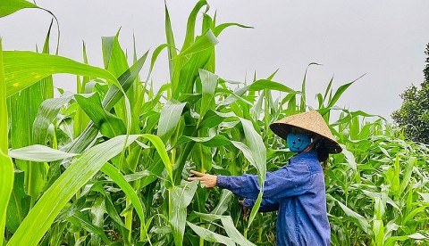 Mô hình ngô sinh khối - Giải pháp bên vững cho ngành chăn nuôi