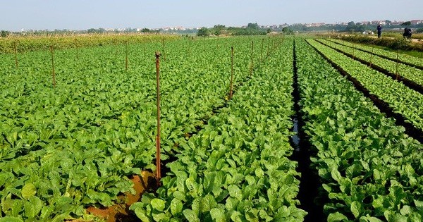 Nhà nông vào vụ sản xuất lớn nhất năm Nhà nông vào vụ sản xuất lớn nhất năm