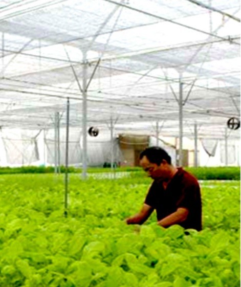 Mô hình rau công nghệ Israel của HTX nông nghiệp công nghệ cao Đức Phát, xã Yên Mỹ, huyện Thanh Trì. Mô hình rau công nghệ Israel của HTX nông nghiệp công nghệ cao Đức Phát, xã Yên Mỹ, huyện Thanh Trì.