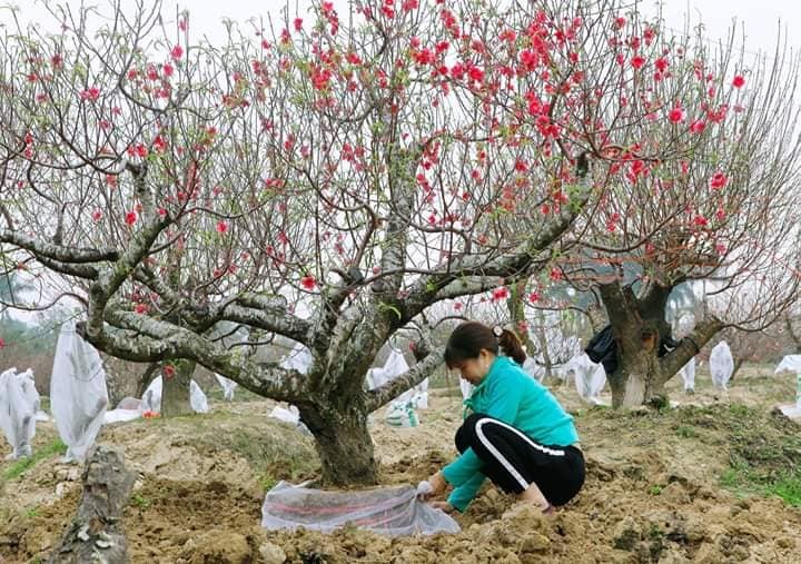 Làng hoa, cây cảnh Hà Nội hối hả vào Tết