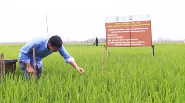 Thực hiện chuyên canh lúa chất lượng cao, phát thải thấp tại Đồng bằng sông Cửu Long