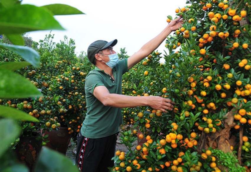 Làng hoa, cây cảnh Hà Nội hối hả vào Tết