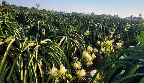 Nông dân ĐBSCL đổi đời từ nền kinh tế nông nghiệp