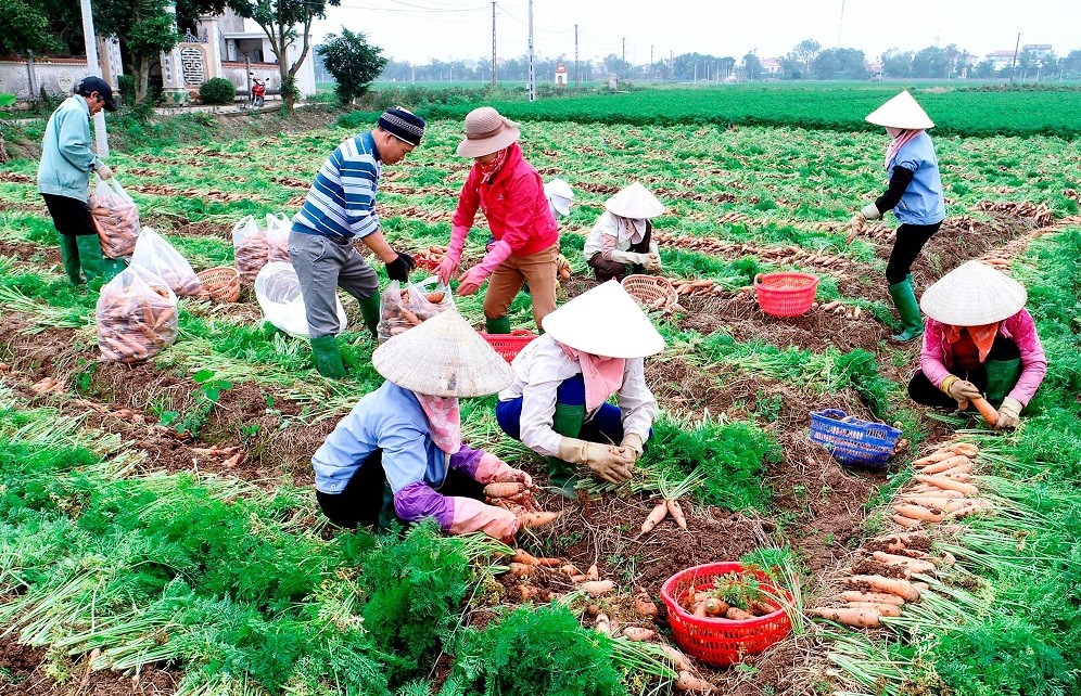Đặc sắc sản vật OCOP Hải Dương Đặc sắc sản vật OCOP Hải Dương