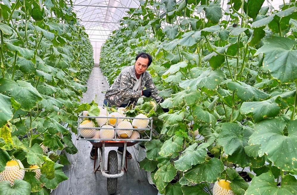 Đặc sắc sản vật OCOP Hải Dương Đặc sắc sản vật OCOP Hải Dương