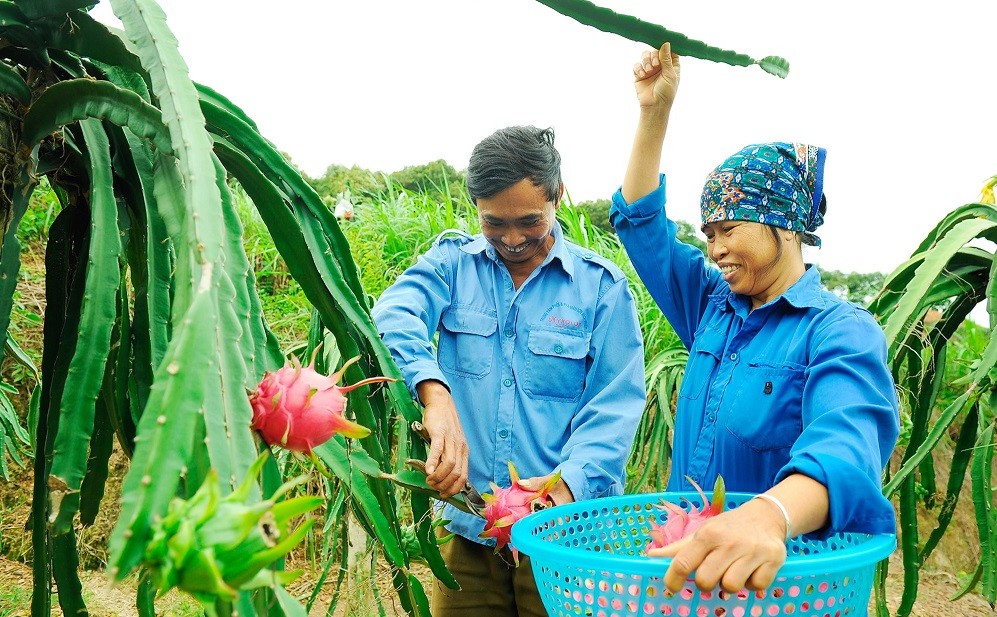 Đặc sắc sản vật OCOP Hải Dương Đặc sắc sản vật OCOP Hải Dương