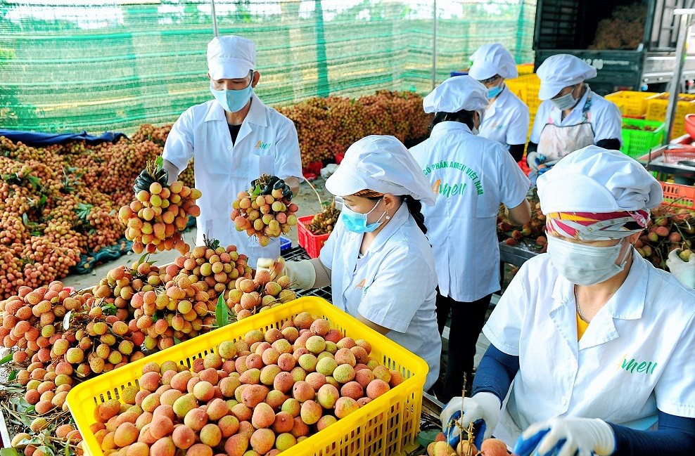 Đặc sắc sản vật OCOP Hải Dương Đặc sắc sản vật OCOP Hải Dương