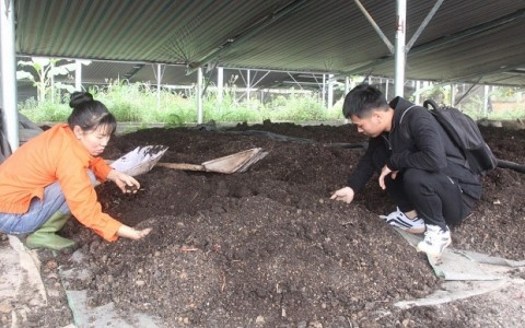 Nam Định: Mô hình sản xuất nông nghiệp tuần hoàn mang lại hiệu quả kinh tế - xã hội cao.