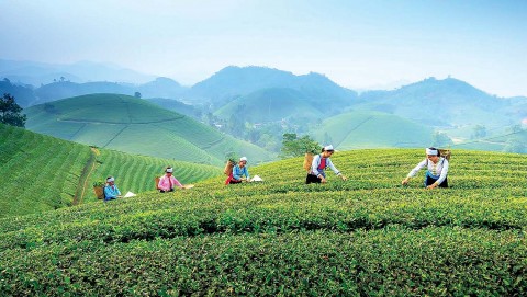 Đón chờ Ngày hội kết nối cung - cầu du lịch nông nghiệp nông thôn, sản phẩm OCOP năm 2024