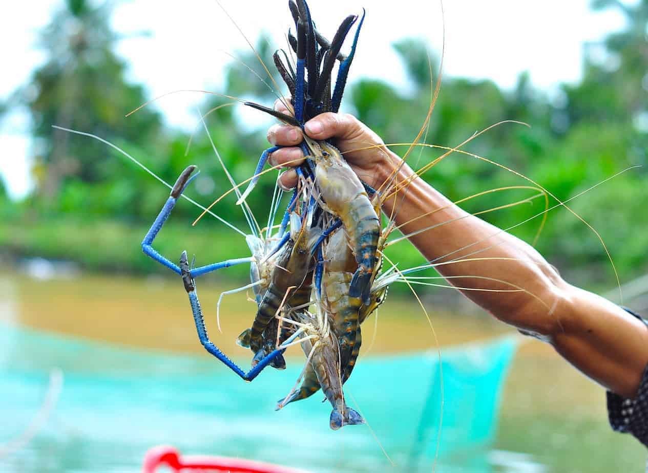 Trà Vinh: Mô hình tôm càng xanh xen lúa mang lại thu nhập cao