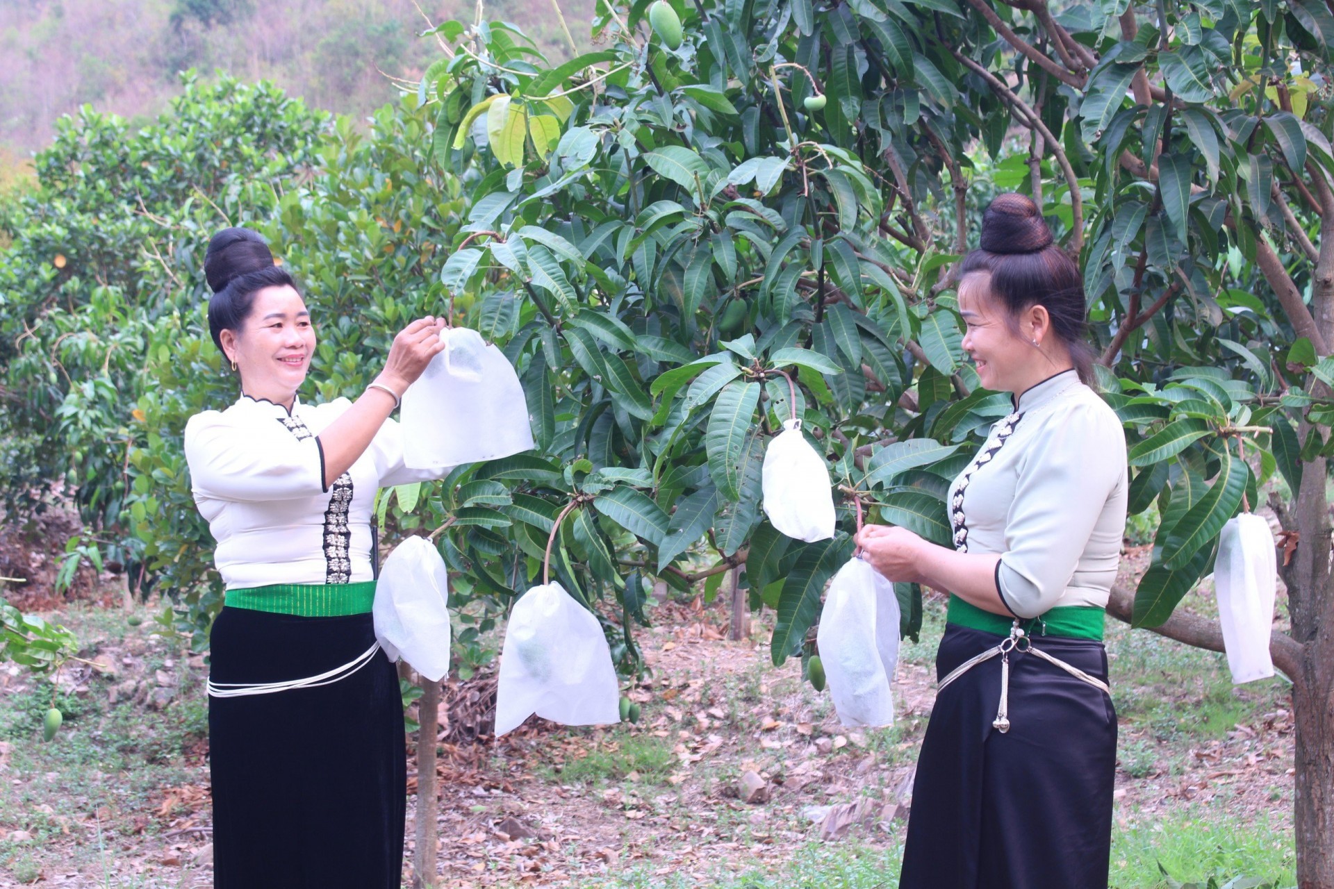 Nông dân đẩy mạnh ứng dụng tiến bộ khoa học kỹ thuật vào sản xuất nông nghiệp nhằm nâng cao gia trị sản phẩm, xây dựng thương hiệu nông sản. Nông dân đẩy mạnh ứng dụng tiến bộ khoa học kỹ thuật vào sản xuất nông nghiệp nhằm nâng cao gia trị sản phẩm, xây dựng thương hiệu nông sản.