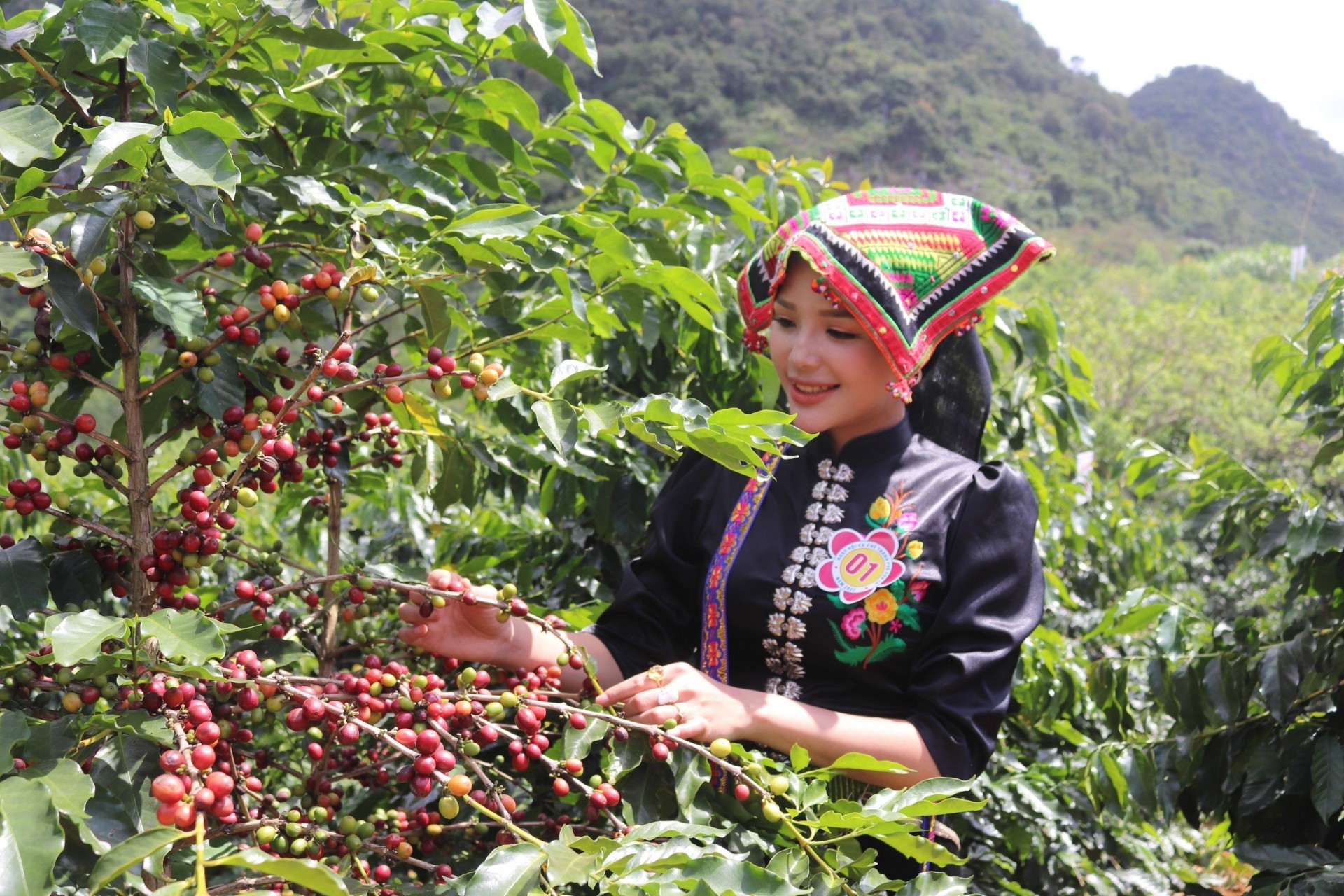 Cà phê cho năng suất cao tại xã Chiềng Cọ, thành phố Sơn La Cà phê cho năng suất cao tại xã Chiềng Cọ, thành phố Sơn La