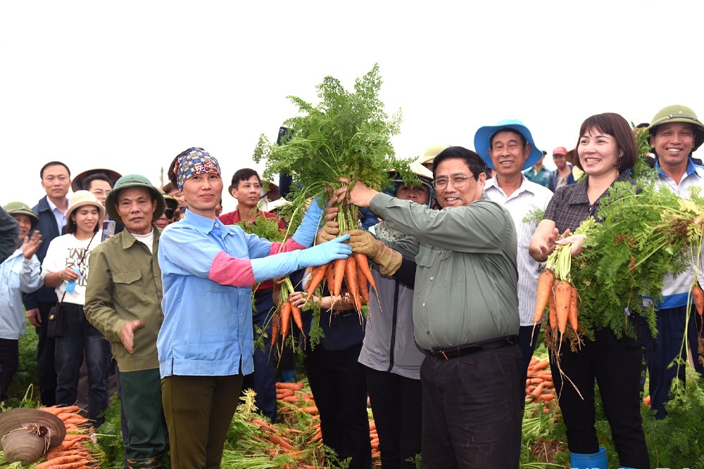 Thủ tướng Phạm Minh Chính thu hoạch cà rốt cùng nông dân xã Đức Chính, huyện Cẩm Giàng.