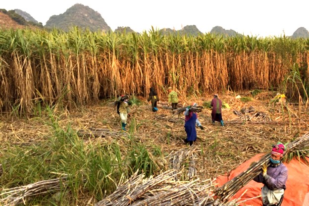 Số 04   ngày 26 . 01 . 202417Để phát triển làng nghề bền vững, góp phần giải quyết việc làm nâng cao thu nhập cho lao động nông thôn, UBND thị trấn Hòa Thuận đã đưa ra định hướng phát triển làng nghề gắn với phát triển du lịch trải nghiệm để làm sao bà con vừa giữ được sản phẩm truyền thống, vừa gắn với du lịch để có thêm thu nhập. UBND thị trấn đã phối hợp với ban, ngành cấp trên thực hiện khảo sát thực tế về số lượng bà con đang sản xuất đường, về cơ sở vật chất hạ tầng để có hướng phát triển du lịch trên địa bàn.Nghề đường phên tại Pó Tờ và nhiều làng nghề đường phên khác ở Cao Bằng ngày càng khởi sắc, tạo việc làm, nâng cao thu nhập cho người dân, góp phần phát triển kinh tế- xã hội ở địa phương. Bó Tờ có diện tích trồng mía trên 30 ha, cứ 100 kg mía được 20-30 kg đường phên thành phẩm. Cây mía được dóc lá, chặt ngọn và ép lấy nước bằng máy ép mía chạy điện