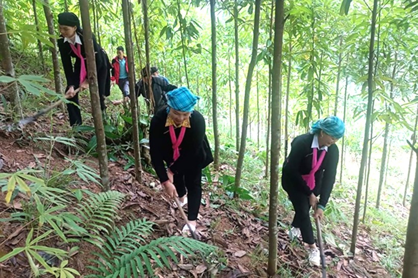 Bà con nông dân thôn Nậm Kha 2 giúp nhau phát triển quế hữu cơ Bà con nông dân thôn Nậm Kha 2 giúp nhau phát triển quế hữu cơ