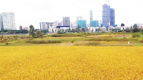 TP. Hồ Chí Minh: Chuyển đổi cơ cấu cây trồng trên đất trồng lúa