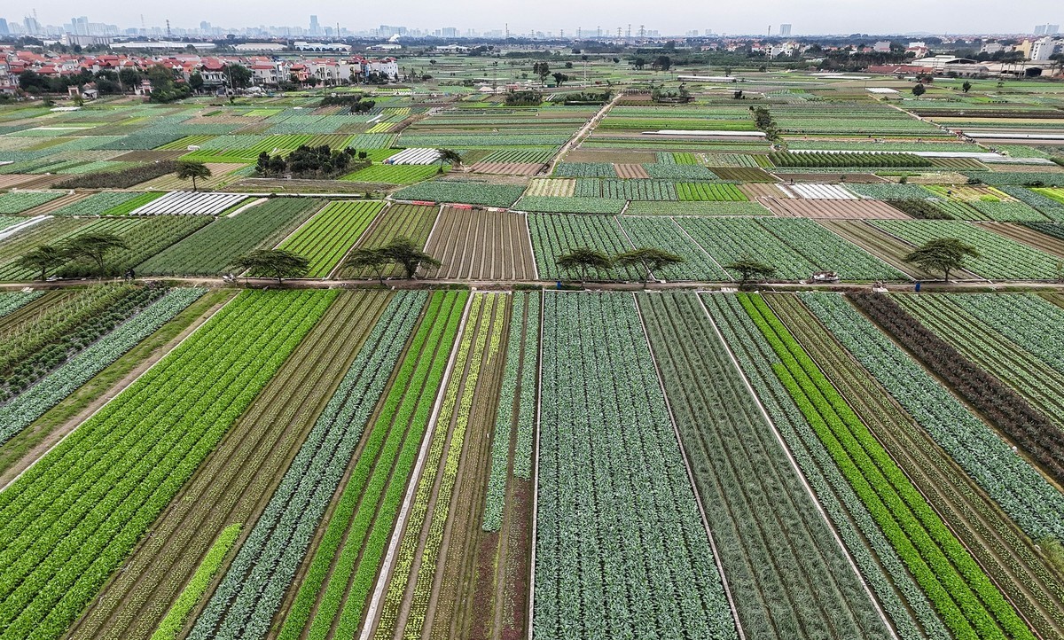 Mê Linh: Tích cực sản xuất đầu Xuân tạo sức bật cho cho cả năm Mê Linh: Tích cực sản xuất đầu Xuân tạo sức bật cho cho cả năm