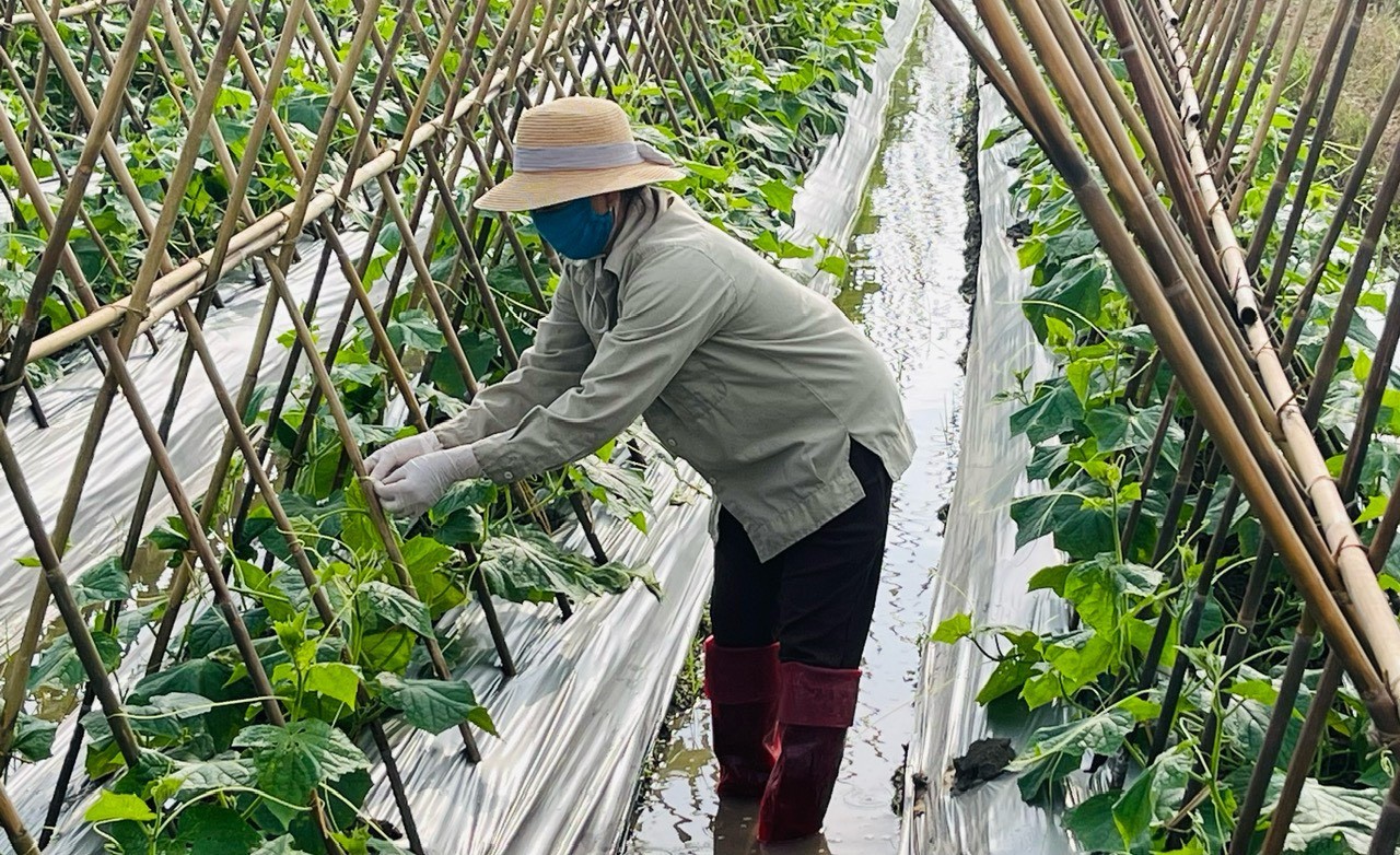 Khởi nghiệp từ “cây OCOP” Khởi nghiệp từ “cây OCOP”