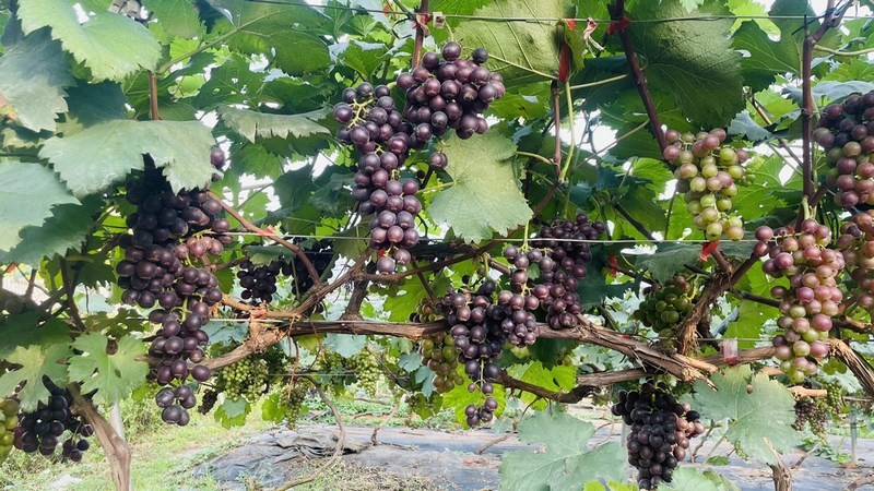 Vĩnh Phúc: Cùng đoàn viên thanh niên khởi nghiệp, lập nghiệp