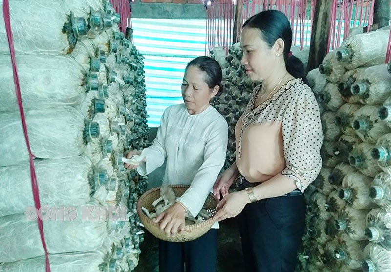 Bến Tre: Khởi nghiệp từ mô hình trồng nấm bào ngư đem lại hiệu quả kinh tế cao Bến Tre: Khởi nghiệp từ mô hình trồng nấm bào ngư đem lại hiệu quả kinh tế cao