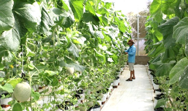 Nông dân Bạc Liêu ứng dụng công nghệ cao trong sản xuất nông nghiệp, tạo ra sản phẩm thân thiện với môi trường. Nông dân Bạc Liêu ứng dụng công nghệ cao trong sản xuất nông nghiệp, tạo ra sản phẩm thân thiện với môi trường.