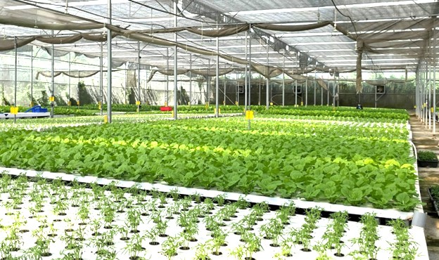 TP. HCM phát triển mô hình nông nghiệp công nghệ cao