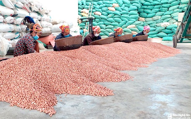 Sản xuất lạc xuất khẩu ở huyện Diễn Châu.