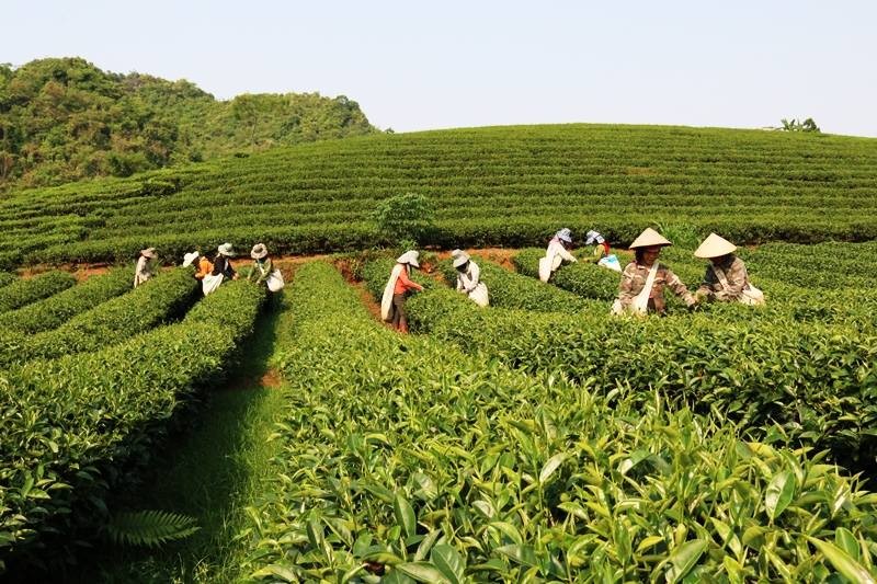 Thuận Châu: 150 cán bộ, chủ thể tham gia tập huấn Chương trình “Mỗi xã một sản phẩm” OCOP năm 2024