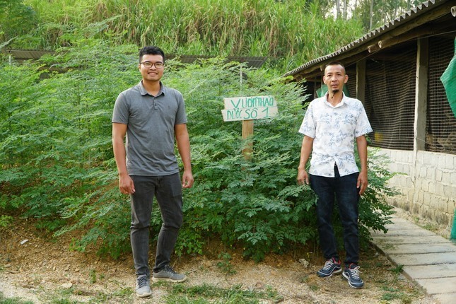 Từ bỏ lương kỹ sư điện ở Thành phố, chàng trai về quê nuôi gà thảo dược