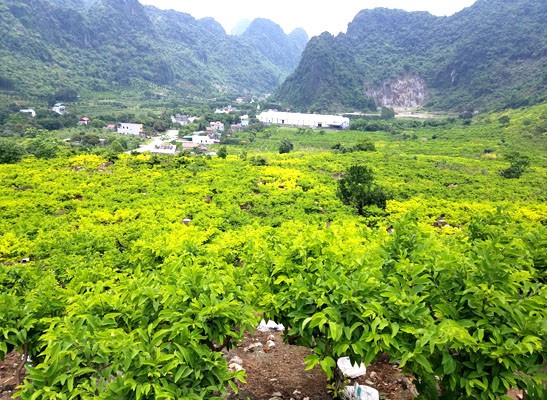 Mô hình chăn nuôi bò sữa tại xã Phú Nghĩa, huyện Lạc Thủy Mô hình chăn nuôi bò sữa tại xã Phú Nghĩa, huyện Lạc Thủy