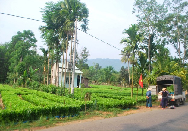 Nghề ươm cây keo giống tại thôn Hòa Hải, xã Hòa Phú..