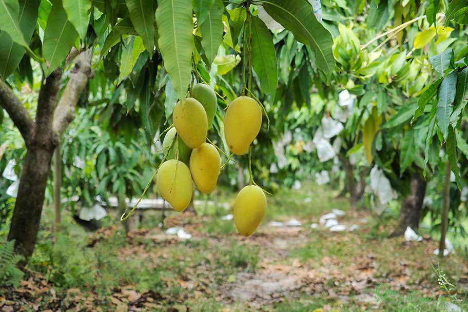 Xây dựng thương hiệu riêng cho xoài cát chu Cầu Kè Xây dựng thương hiệu riêng cho xoài cát chu Cầu Kè