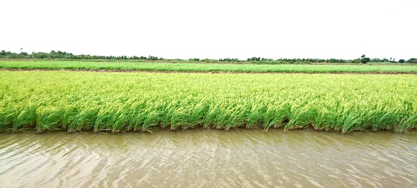 Lúa nàng keo giai đoạn trổ bông