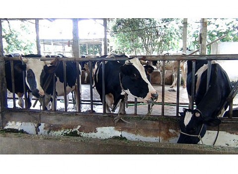 Hòa Bình: Huyện Lạc Thủy phấn đấu trong năm 2024 có 04 xã đạt chuẩn Nông thôn mới nâng cao