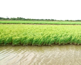 Gạo Nàng Keo Thạnh Phú