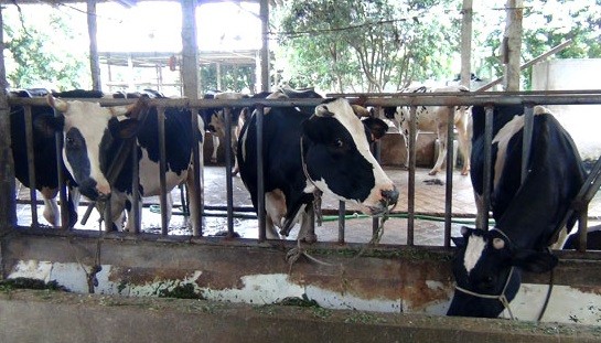 Mô hình chăn nuôi bò sữa tại xã Phú Nghĩa, huyện Lạc Thủy Mô hình chăn nuôi bò sữa tại xã Phú Nghĩa, huyện Lạc Thủy