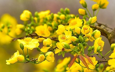 Long An: Mai vàng Tân Tây - khởi sắc làng nghề