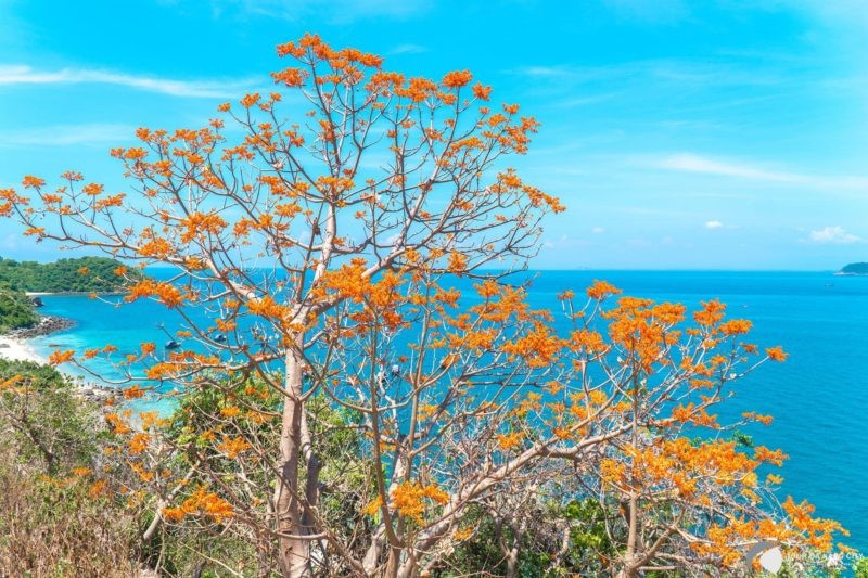 guyên liệu duy nhất để làm võng là vỏ cây ngô đồng, loại cây chỉ mọc trên núi cao hoặc vách đá hiểm trở. guyên liệu duy nhất để làm võng là vỏ cây ngô đồng, loại cây chỉ mọc trên núi cao hoặc vách đá hiểm trở.