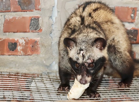 ha tinh hieu qua kinh te cao tu mo hinh nuoi chon huong
