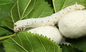 Nghề nuôi tằm quê tôi